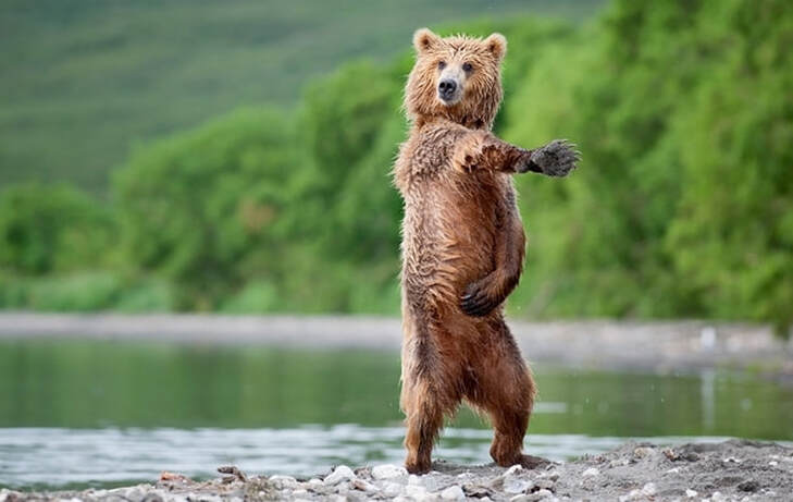 orso che balla